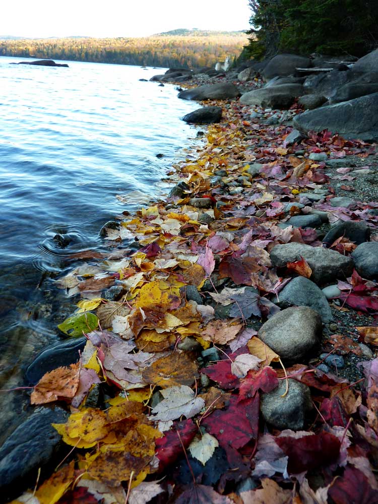 lake n' leaves